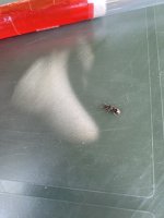 IMG_3740.jpeg