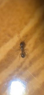 IMG_3785.jpeg