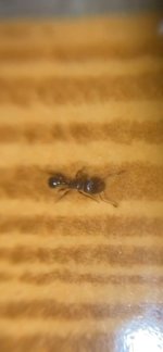 IMG_3786.jpeg