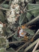 IMG_6697.jpeg