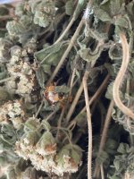 IMG_6700.jpeg