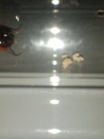 IMG_20250607_203159438.jpg