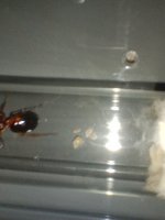 IMG_20250607_203154577.jpg