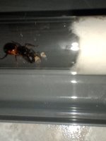 IMG_20250607_203147536.jpg