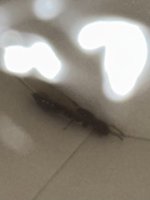 IMG_6239.jpeg