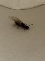 IMG_6234.jpeg