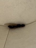 IMG_6243.jpeg