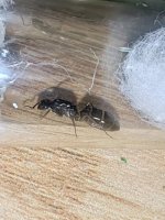 IMG_20250608_012232.jpg
