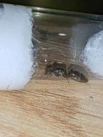 IMG_20250608_012238.jpg