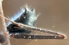 IMG_6953.jpeg