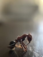 IMG_6877.jpeg