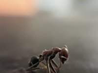 IMG_6895.jpeg