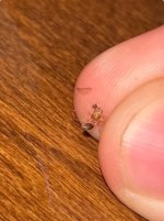 IMG_1685.jpeg
