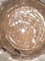 IMG_1680.jpeg