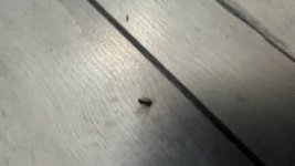 IMG_3275.jpeg