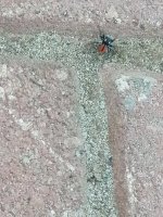 IMG_20250606_180527.jpg