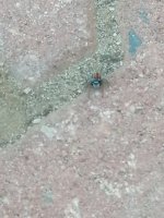IMG_20250606_180533.jpg