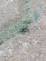 IMG_20250606_180543.jpg