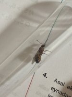 IMG_2834.jpeg