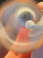 IMG_2235.jpeg
