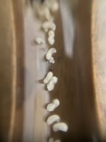 IMG_0136.jpeg