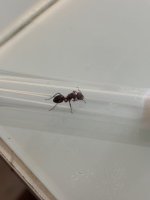 IMG_2875.jpeg