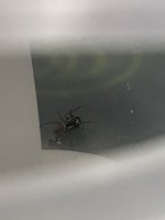 IMG_3302.jpeg