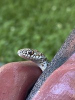 IMG_0675.jpeg