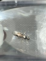 IMG_5186.jpeg