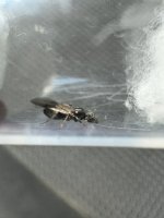 IMG_5185.jpeg