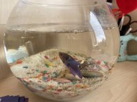 betta.jpg