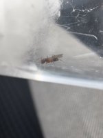 IMG_5210.jpeg