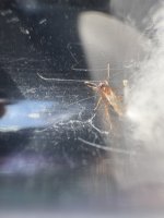 IMG_5207.jpeg