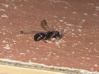 IMG_6962.jpeg