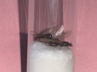 IMG_7027.jpeg
