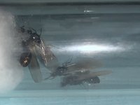 IMG_7017.jpeg