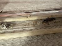 IMG_6994.jpeg