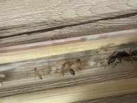 IMG_7004.jpeg
