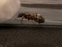 IMG_1212.jpeg