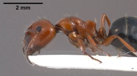 Lateralis a.jpg Lateralis a.jpg