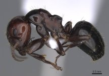 Lateralis c.jpg Lateralis c.jpg