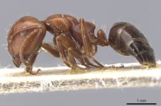 Rebeccae a.jpg Rebeccae a.jpg