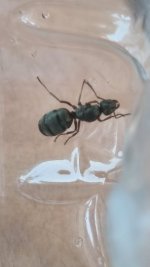 formicafusca.jpg