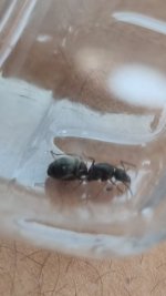 formcia fusca.jpg