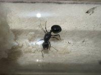 IMG_4248.jpeg