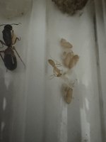 IMG_5266.jpeg