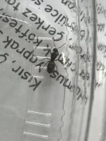 IMG_0006.jpeg