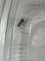 IMG_0005.jpeg