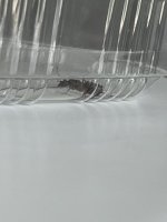 IMG_0010.jpeg