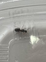 IMG_0008.jpeg